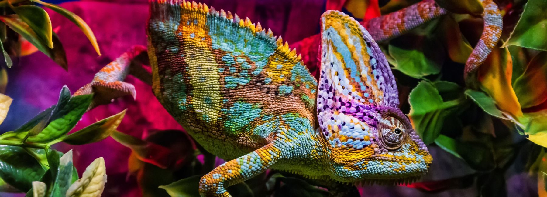 a colorful chameleon | DXC Technology Insights
