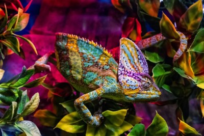 Uzhhorod, Ukraine - March 26, 2017: Chameleon in terrarium during an exhibition of terrarium animals.