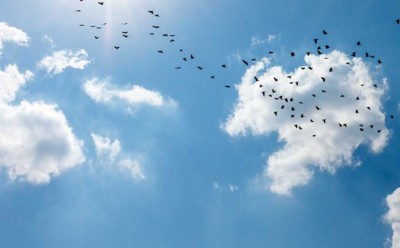 Many birds fly between the blue sky.