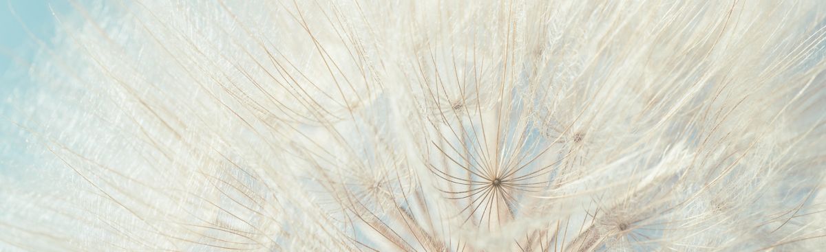 Fluffy dandelion in sunlight, flowery background | DXC Technology