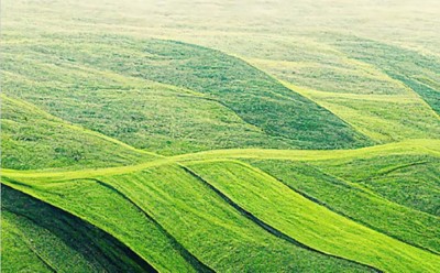 green fields