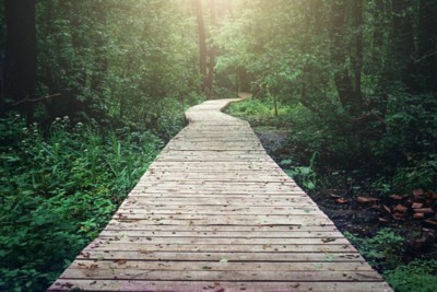 Wooden pathway through forest woods in the morning. Summer nature travel and journey concept, toned