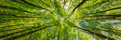 looking up at green forest and sky